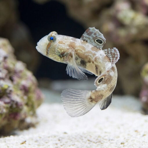 4-Wheel Drive Goby - Image 5