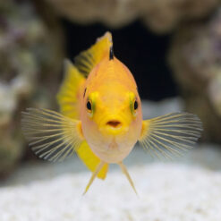Alternative view of Twospot Candy Hogfish