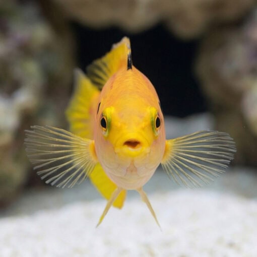 Twospot Candy Hogfish - Image 2