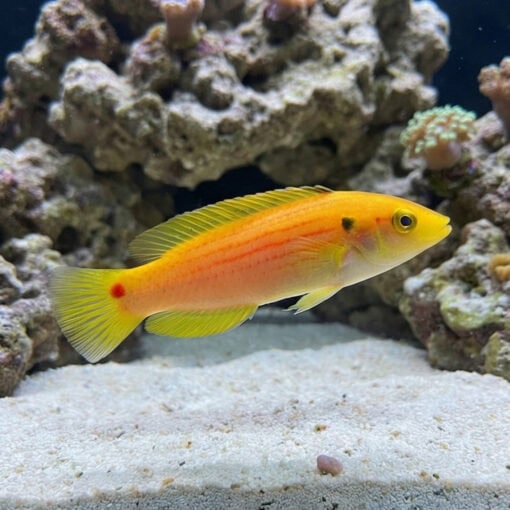 Twospot Candy Hogfish - Image 3
