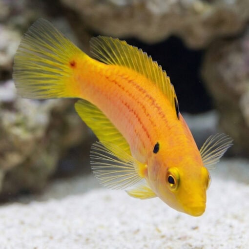Twospot Candy Hogfish - Image 4