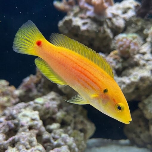 Twospot Candy Hogfish - Image 5