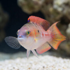 Alternative view of Two Spot Wrasse