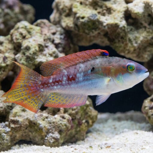 Two Spot Wrasse - Image 3