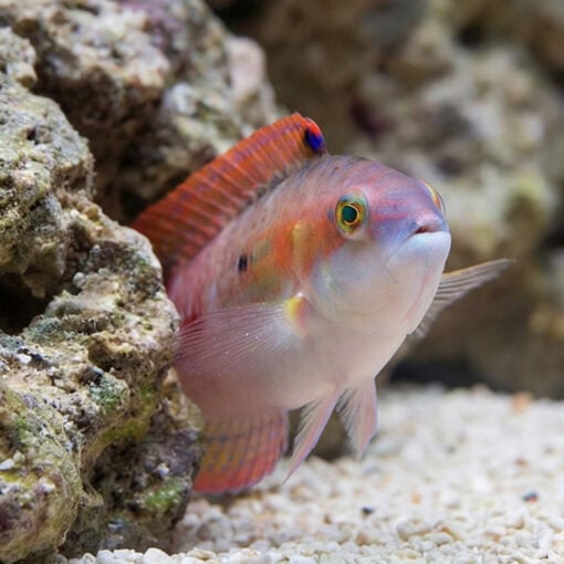 Two Spot Wrasse - Image 4