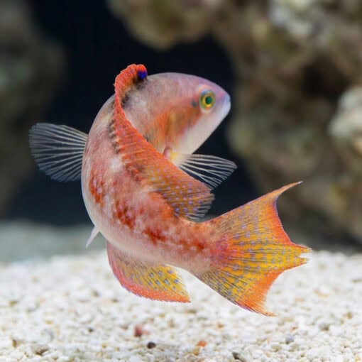 Two Spot Wrasse - Image 5