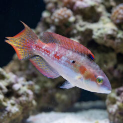 Two Spot Wrasse