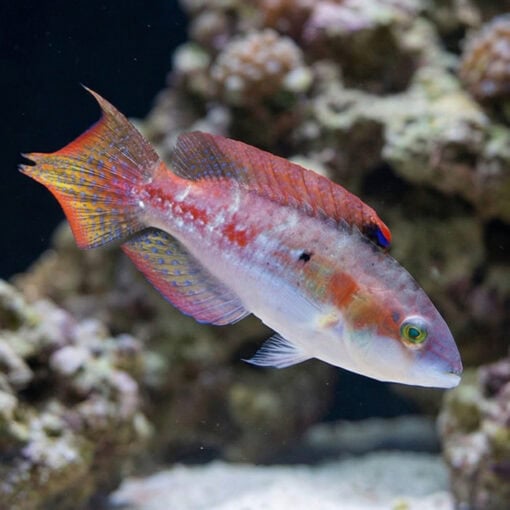 Two Spot Wrasse