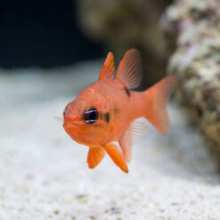 Alternative view of Flame Cardinal