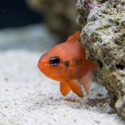 Flame Cardinal - Image 5