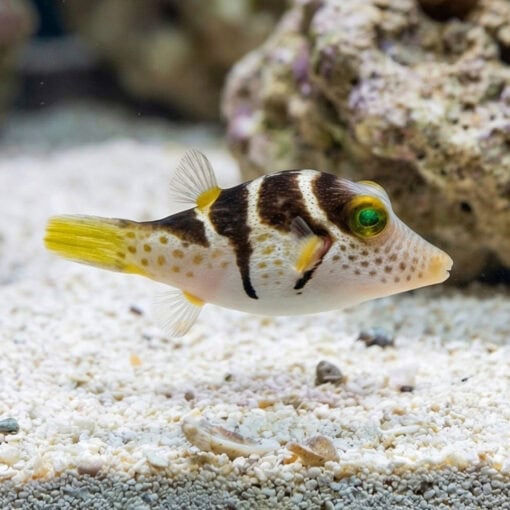 Valentini Puffer