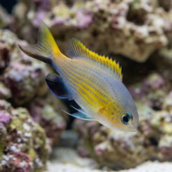 Vanderbilt Lyretail Chromis Damsel