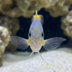 Alternative view of Vanderbilt Lyretail Chromis Damsel