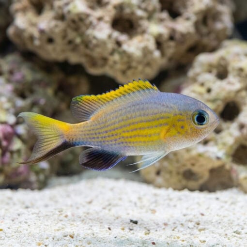 Vanderbilt Lyretail Chromis Damsel - Image 3