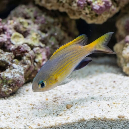 Vanderbilt Lyretail Chromis Damsel - Image 4