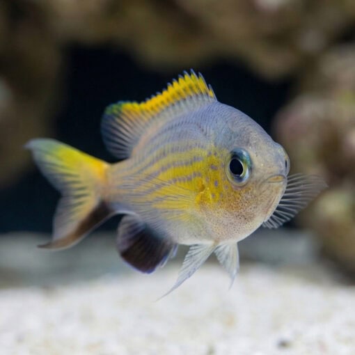 Vanderbilt Lyretail Chromis Damsel - Image 5
