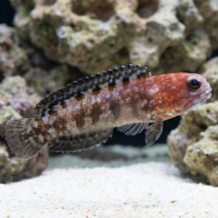 Variable Jawfish