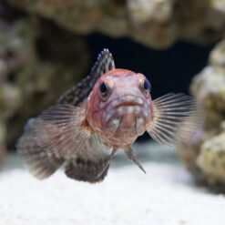 Alternative view of Variable Jawfish