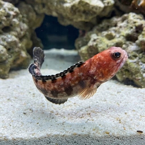 Variable Jawfish - Image 3