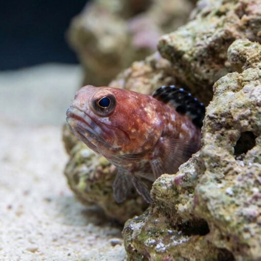Variable Jawfish - Image 4