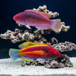 Velvet Fairy Wrasse