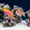 Ventralis Anthias