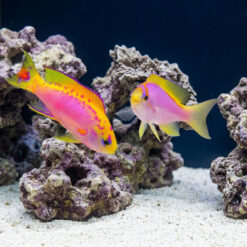 Ventralis Anthias