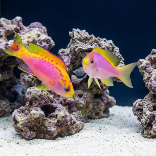 Ventralis Anthias