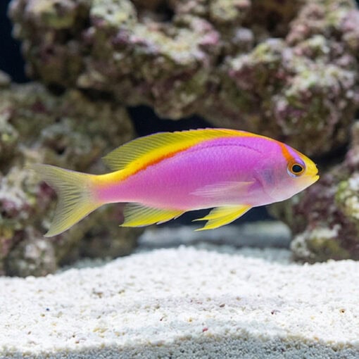 Ventralis Anthias - Image 3