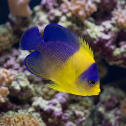Venustus Angelfish vibrant yellow body with deep blue-purple upper half swimming near colorful reef coral