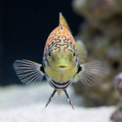 Alternative view of Divided Leopard Wrasse