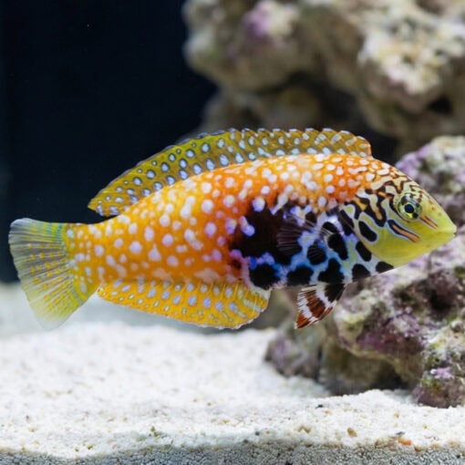 Divided Leopard Wrasse - Image 4
