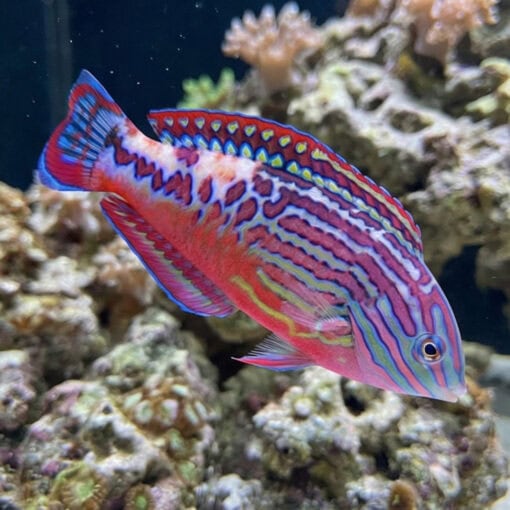 Divided Leopard Wrasse - Image 3