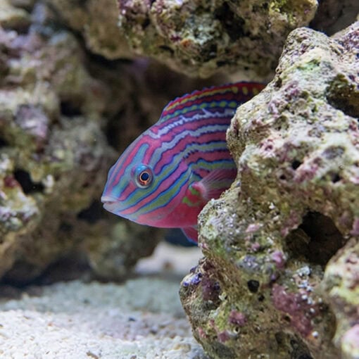Divided Leopard Wrasse - Image 5