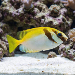 Virgate Rabbitfish