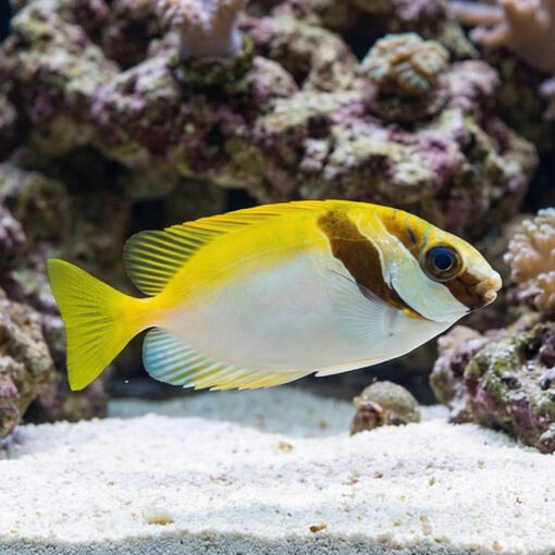 Virgate Rabbitfish