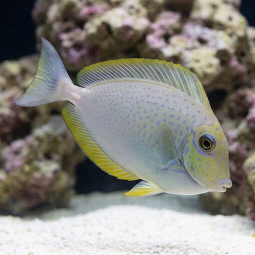 Vlamingii Tang