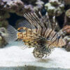Volitan Lionfish Colored