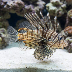 Volitan Lionfish Colored
