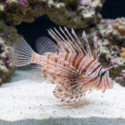 Volitan Lionfish  Lunulata/Russelii