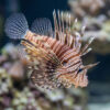 Volitan Lionfish Miles