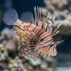 Volitan Lionfish Miles