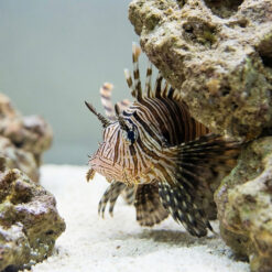 Alternative view of Volitan Lionfish Colored