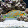 Vrolik's Wrasse
