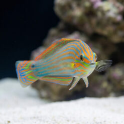 Alternative view of Vrolik's Wrasse