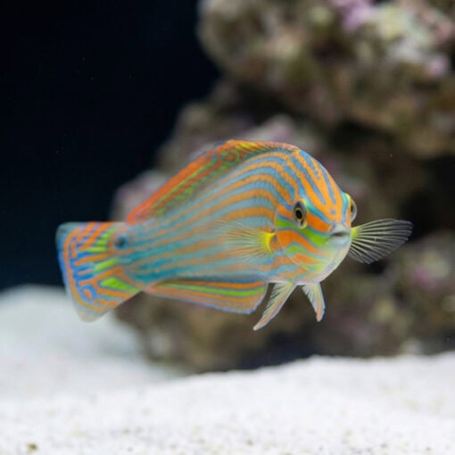 Vrolik's Wrasse - Image 2
