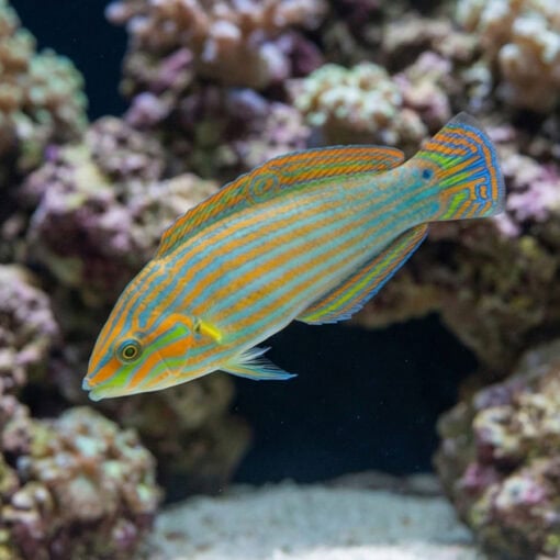 Vrolik's Wrasse - Image 3