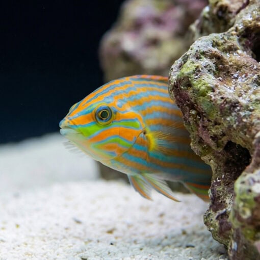 Vrolik's Wrasse - Image 4