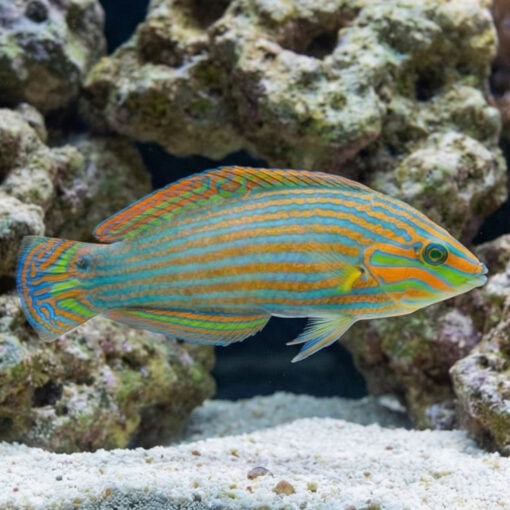 Vrolik's Wrasse - Image 5