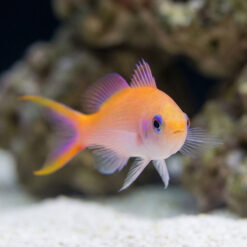 Alternative view of Waitei (Sherbert) Anthias